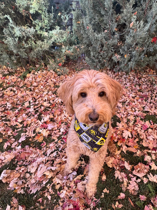 The IOWA Classic Bandana