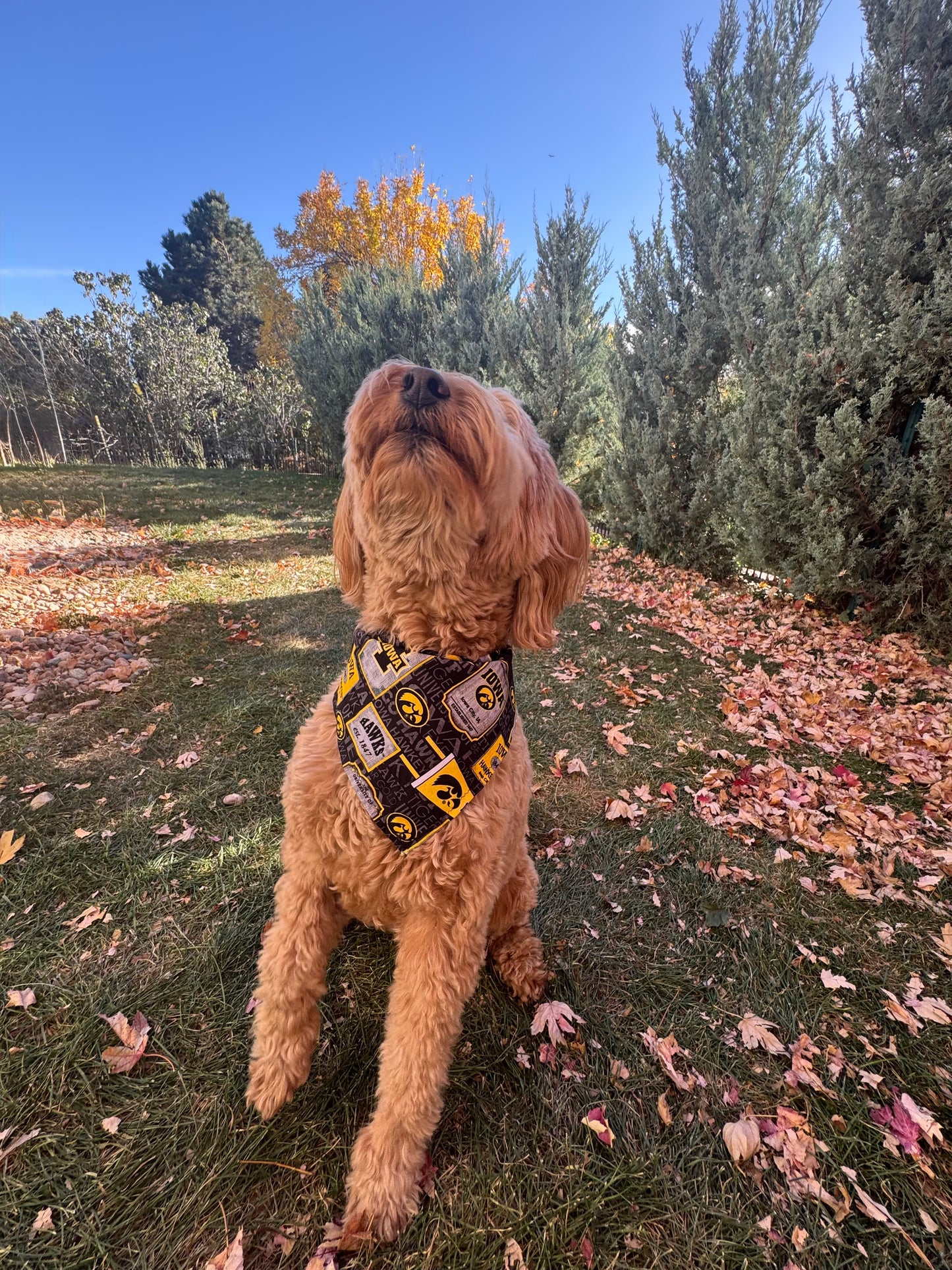The IOWA Classic Bandana